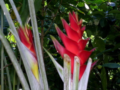 flore